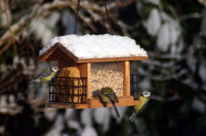Nourrir nos amis l'hiver