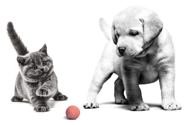 royal canin chien et chat